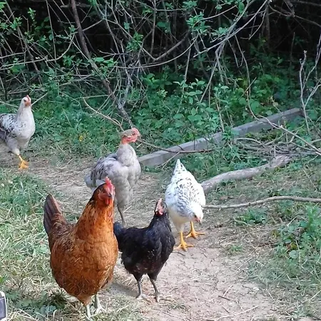 Jurta Az Erdo Mellett Dezsaval-keresz-tanya Lüks kamp alanı Pilisszentkereszt